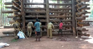 Elephant camp at Sakrebail near Shimoga