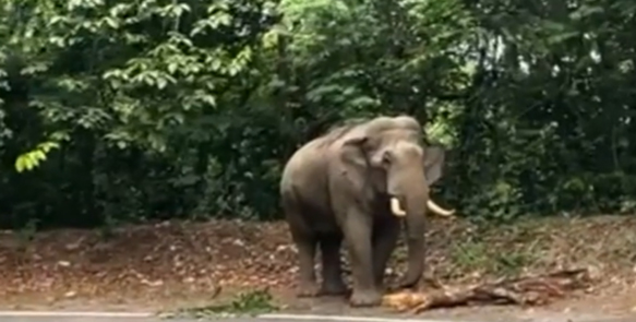 ಚಾರ್ಮಡಿ ಘಾಟ್‌ನಲ್ಲಿ ಪ್ರಯಾಣೀಕರಿಗೆ ಗಜರಾಜನ ದರ್ಶನ