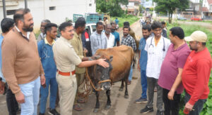 ಗೋಶಾಲೆಗೆ ರಸ್ತೆ ಬದಿಯ ಬಿಡಾಡಿ ಜಾನುವಾರುಗಳು